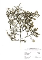 藏品(帚馬蘭)的圖片